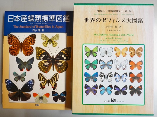 パルナシウス・ウィスコッティ（1メス、スウェーデン産） 【公式通販】