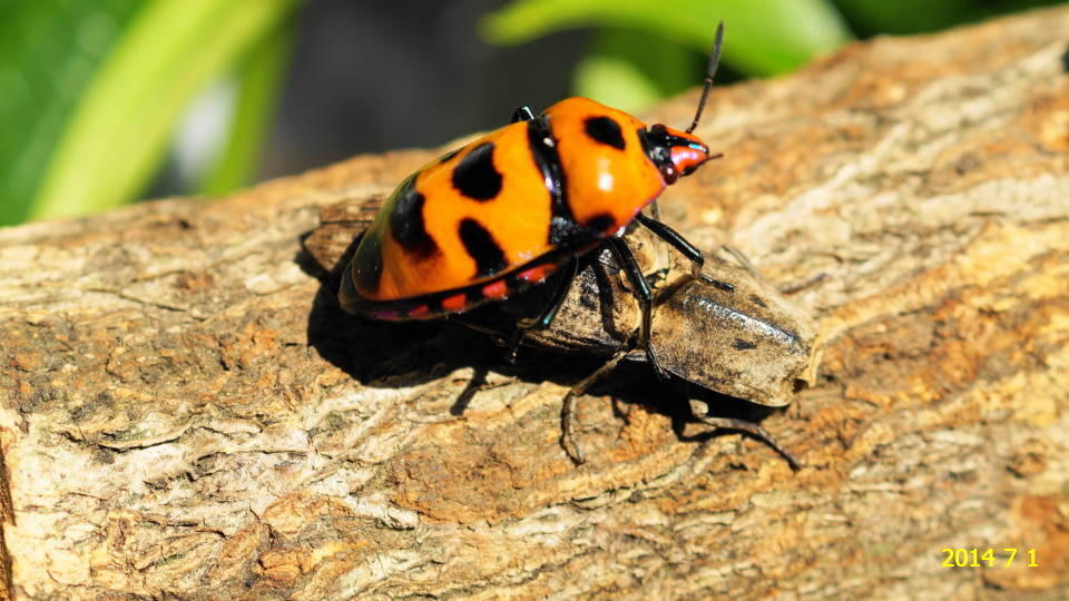 オーストラリア産ゴミダマ33mm