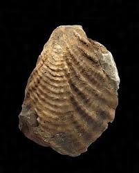 謎の化石(リツイテスと思われる) 謎の化石(リツイテスと思われる)