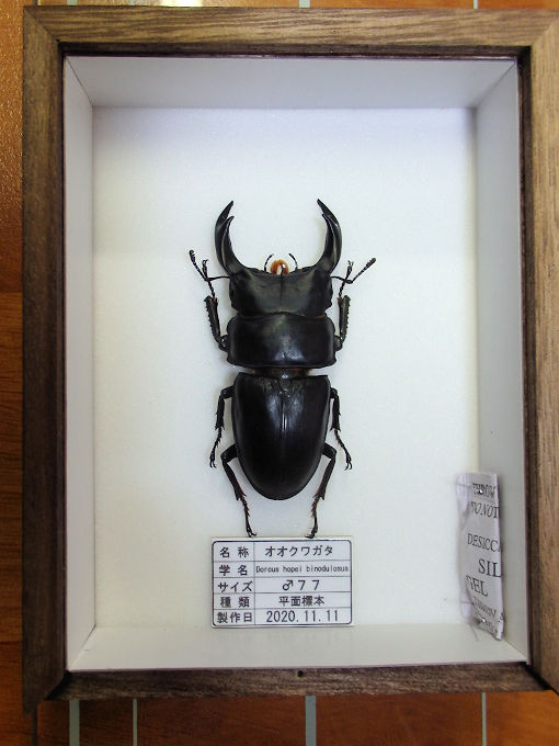 エレガンスクワガタ 標本 【公式通販】