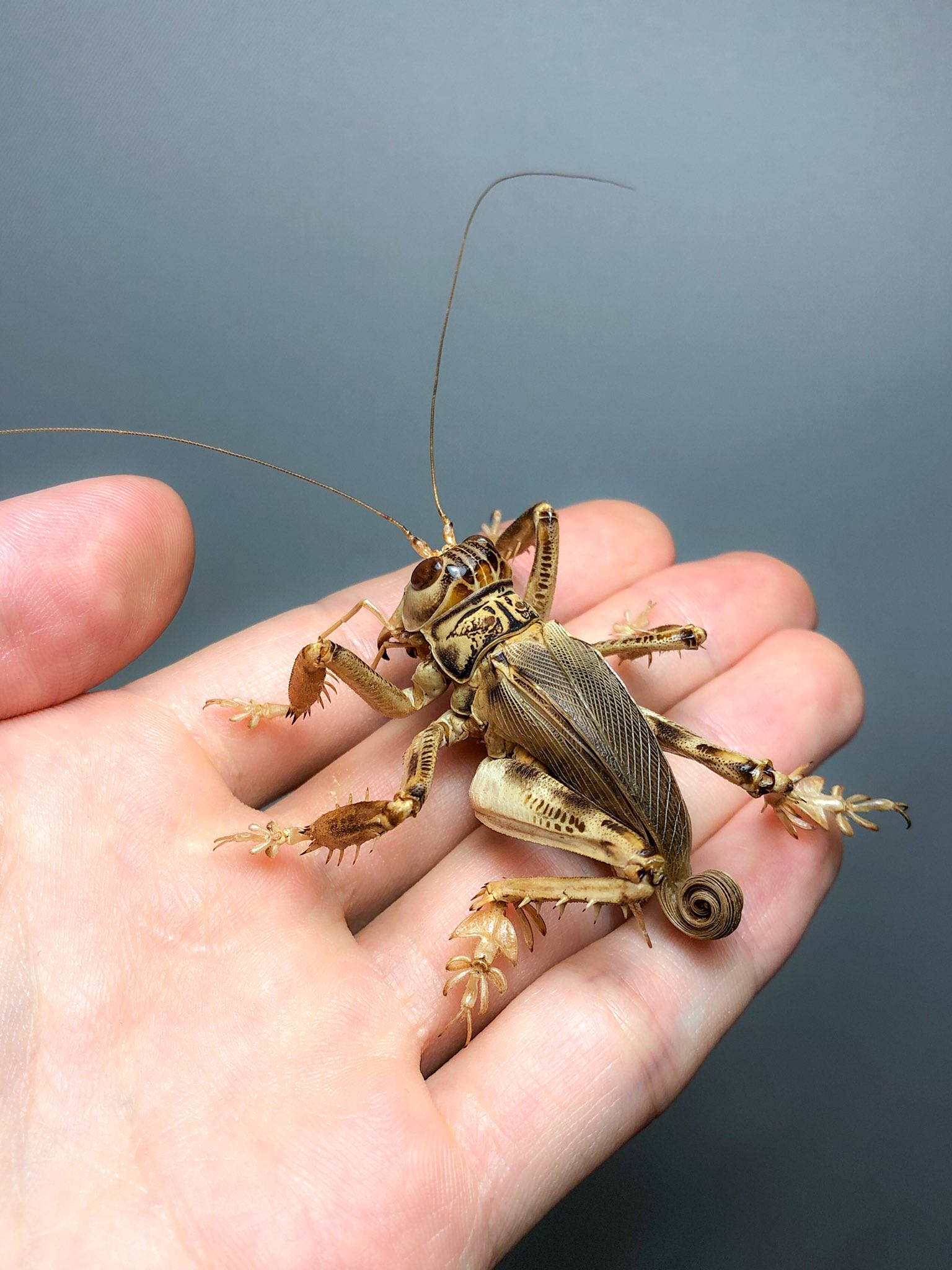 マキバネコロギス 標本 マキバネコロギス標本 標本 Schizodactylus