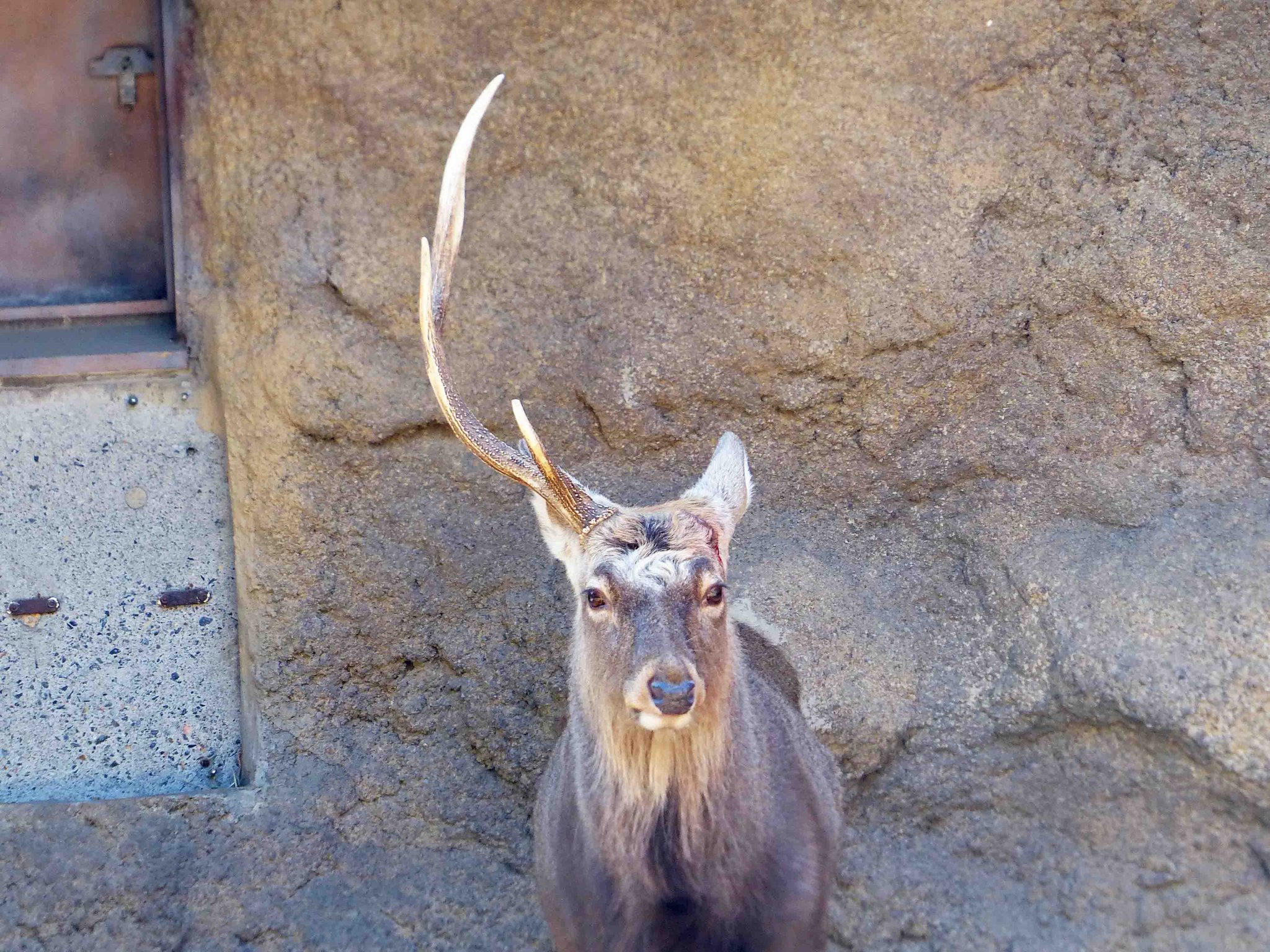 鹿の角 天然 蝦夷鹿の角11本 シカ角 天然エゾシカ鹿の