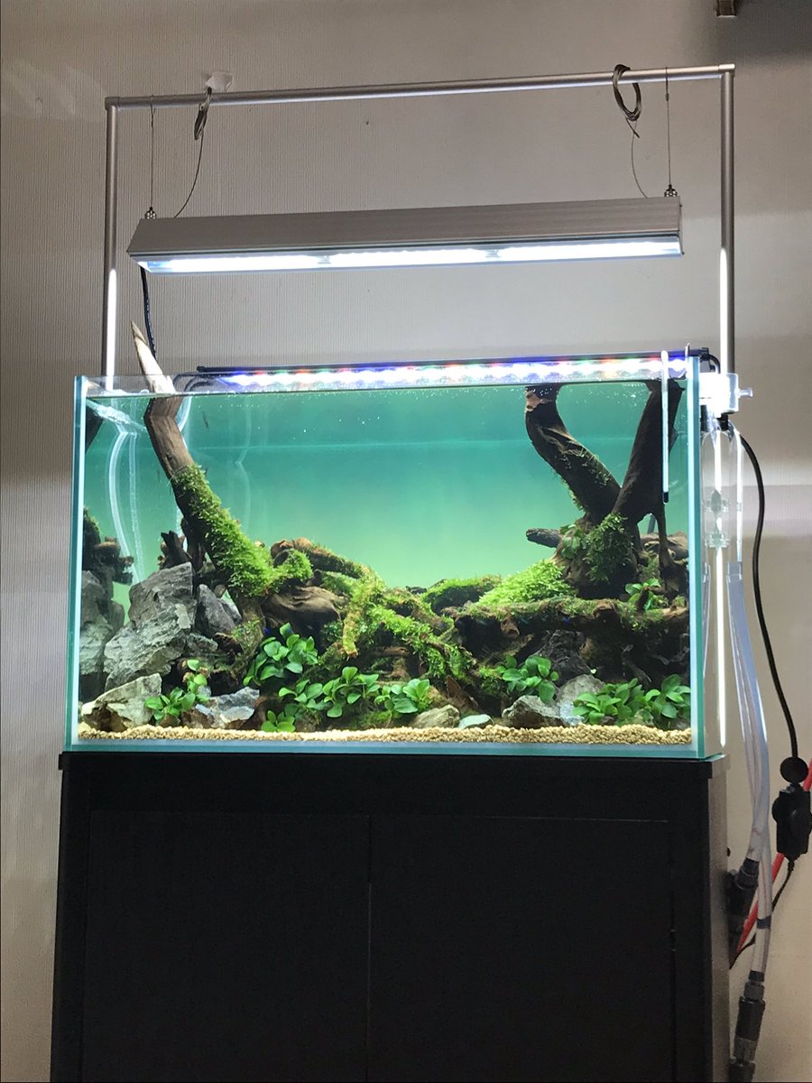 水槽台設置と60ワイドへの引越しで力尽きてレイアウトする気力なく