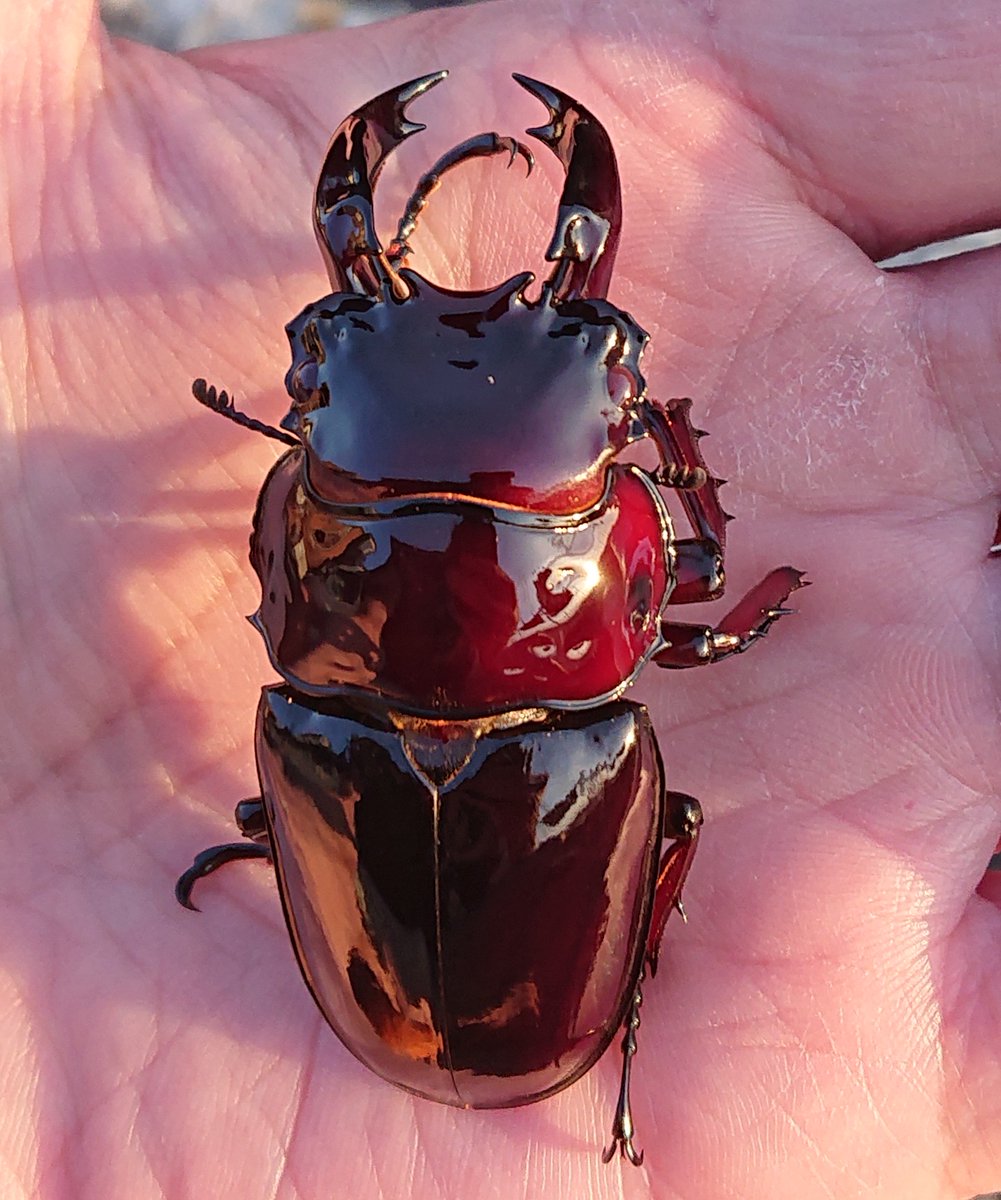 赤い目のタランドゥスツヤクワガタ 赤い目のタランドゥスツヤクワガタ