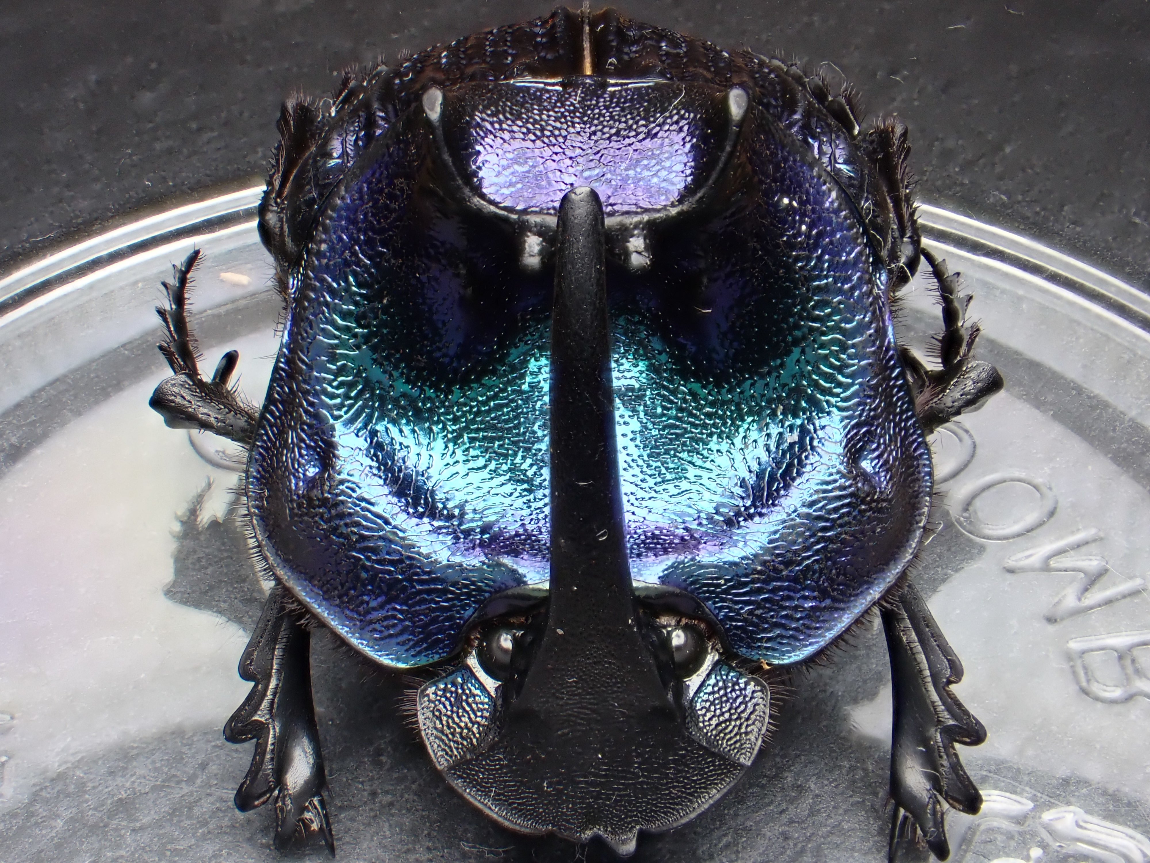 特大!! エンシフェールニジダイコクコガネ 49mm 49mm 特大!! エンシ