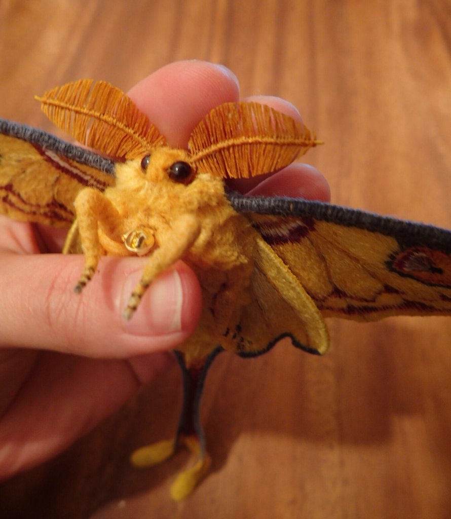 蛾 標本 売れ筋 マダガスカルオナガヤママユ 蝶 標本】マダガスカル