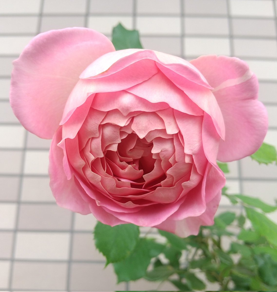 卓上のバラ 卓上のバラ LUXURY ROSES of Japanese Rose Breeder