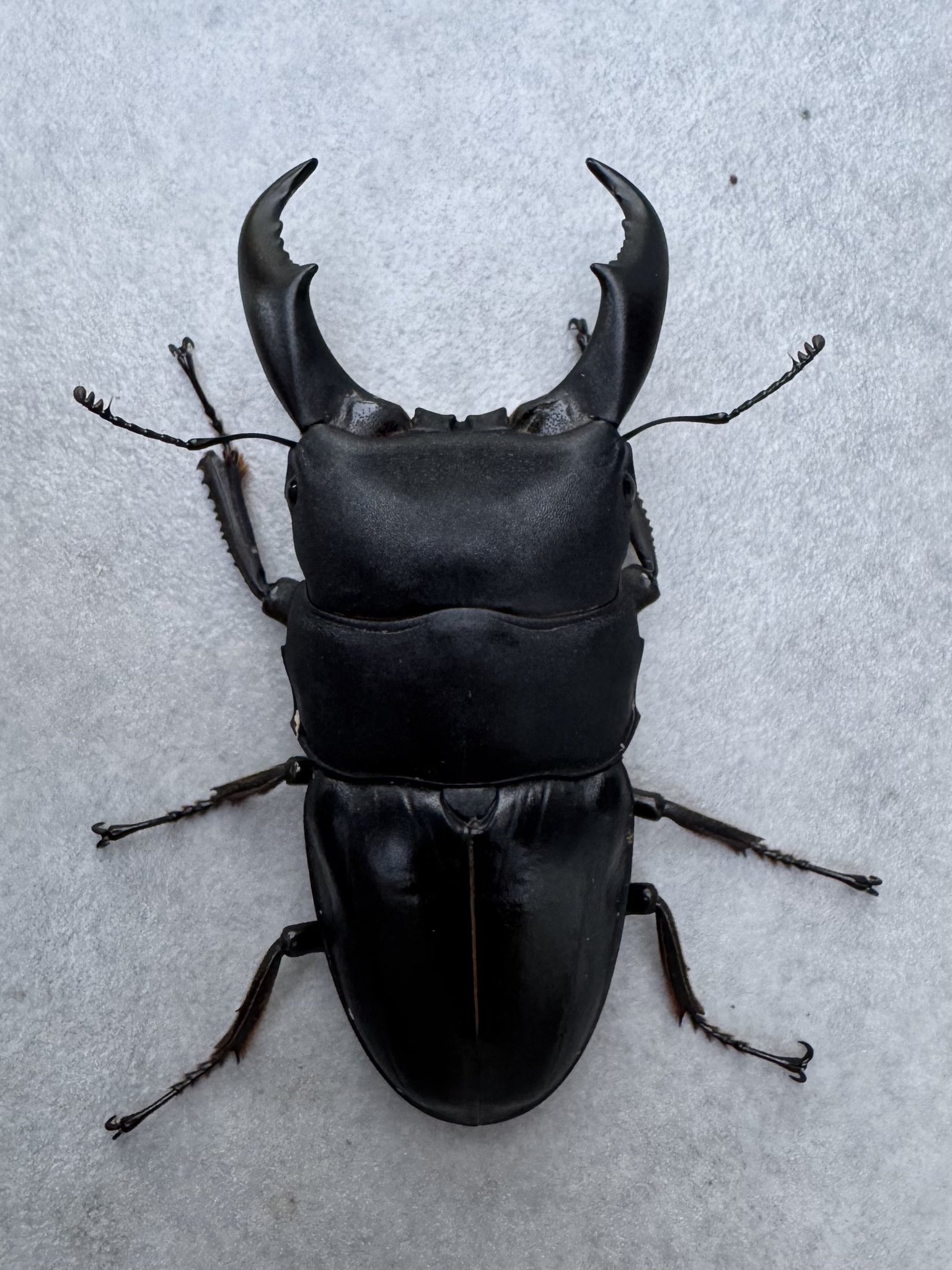 メキシコ産 キシメカタテヅノカブト 35mm メキシコ産 キシメカタテヅノ