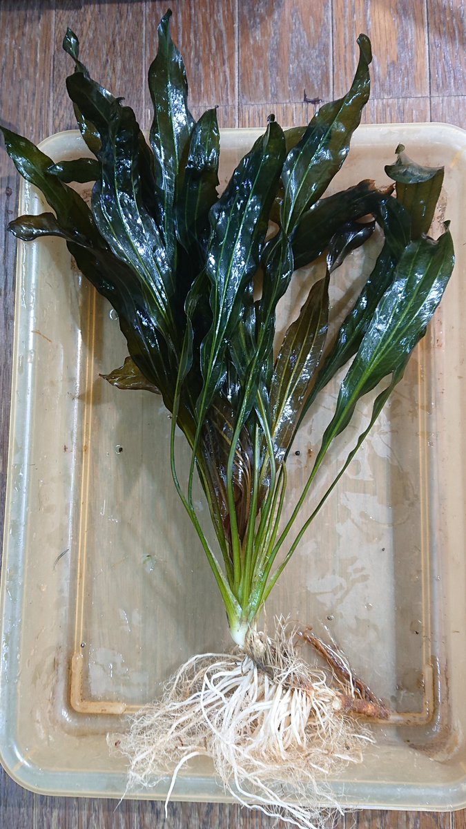 萎縮葉がなかなか治まらないエキノドルス ホレマニー レッドですが