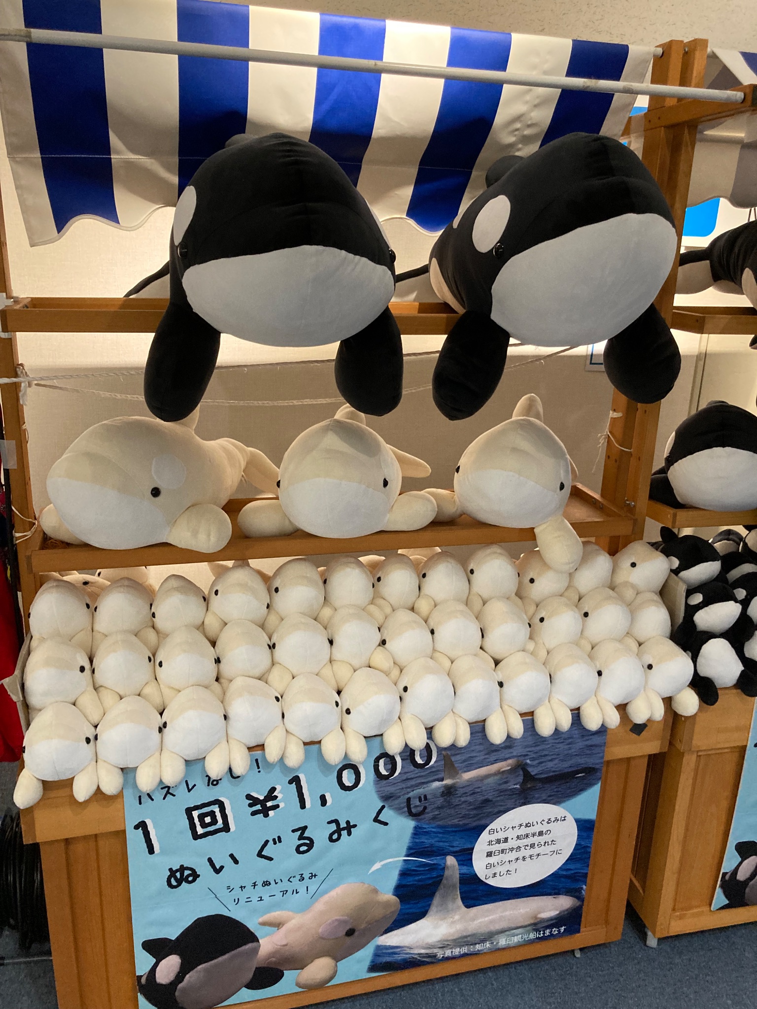 名古屋港水族館 特賞の黒と3等の白セット シャチ 名古屋港水族館