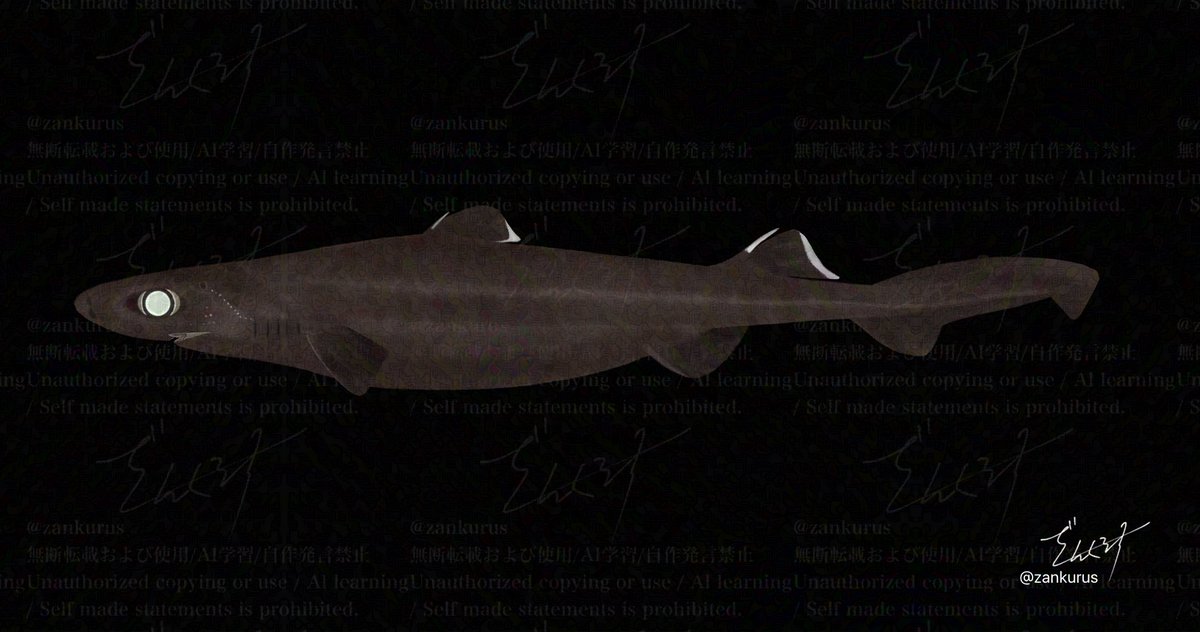 フトカラスザメ Great lanternshark Etmopterus princeps Collett, 1904
