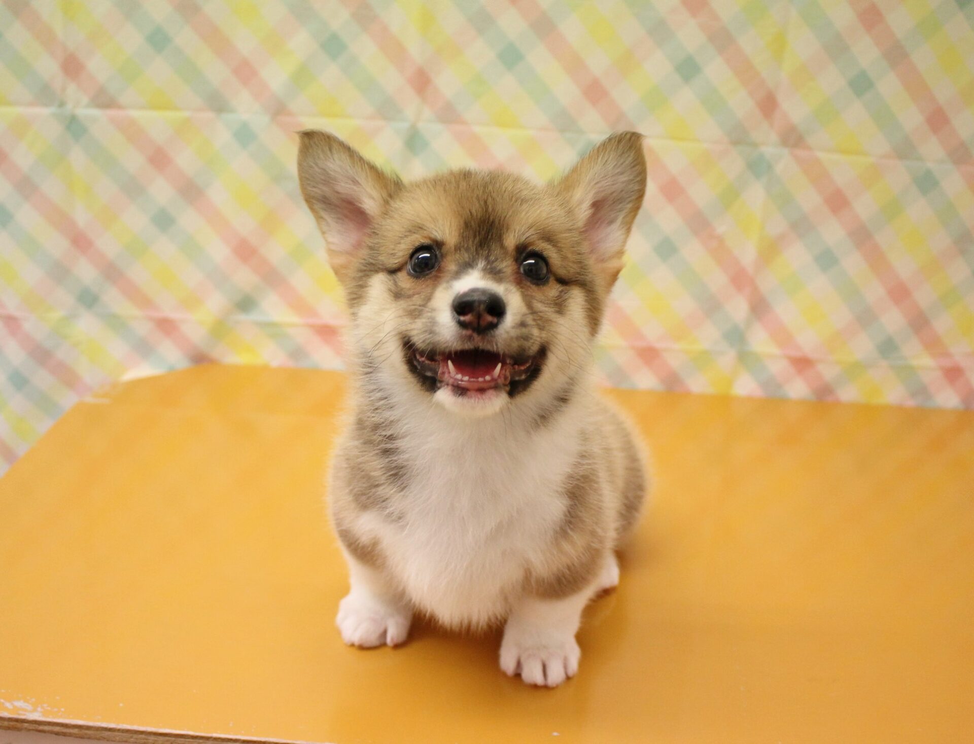 いち！にの！コーギー 【レア サンプル品】JBサイズ コーギー | ペット