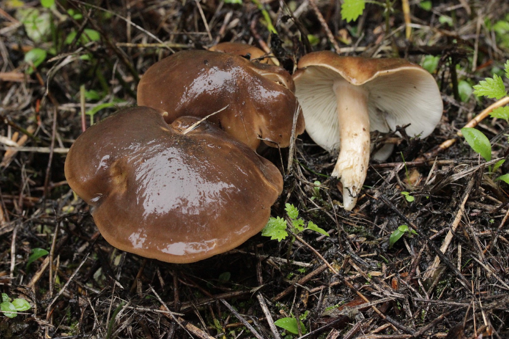 ハタケシメジ（畑占地） (Lyophyllum decastes) - Picture Mushroom
