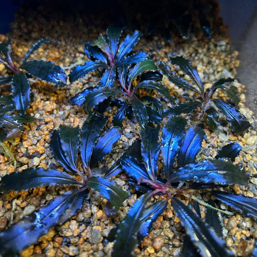 ブセファランドラ クダガン大量とプレモス ブセファランドラ クダガン