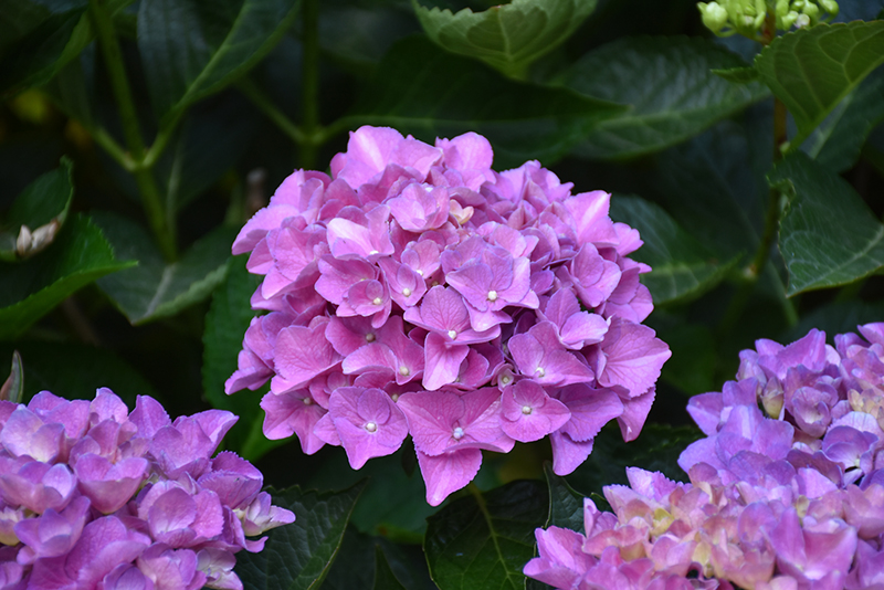 Hydrangea4937 0502 指定07 L300-21.jpg