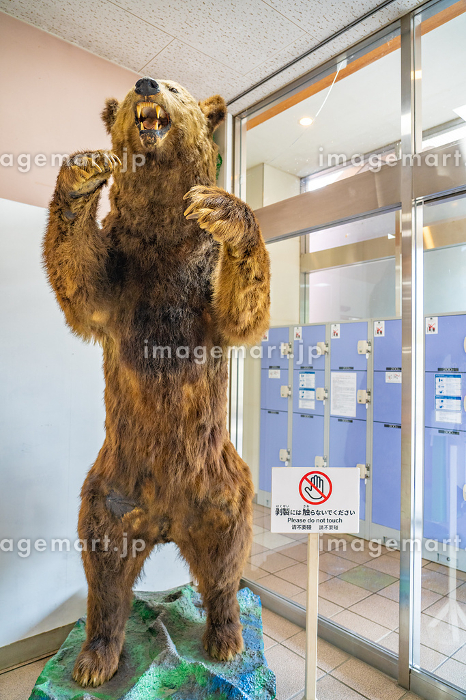 貴重 大迫力 ヒグマ 剥製 壁掛け ハンティングトロフィー 北海ハクセイ