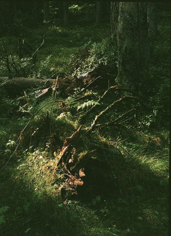 絵画、油絵、F15号、初夏ののエストニア、ラヘマー国立公園、佐原聖春