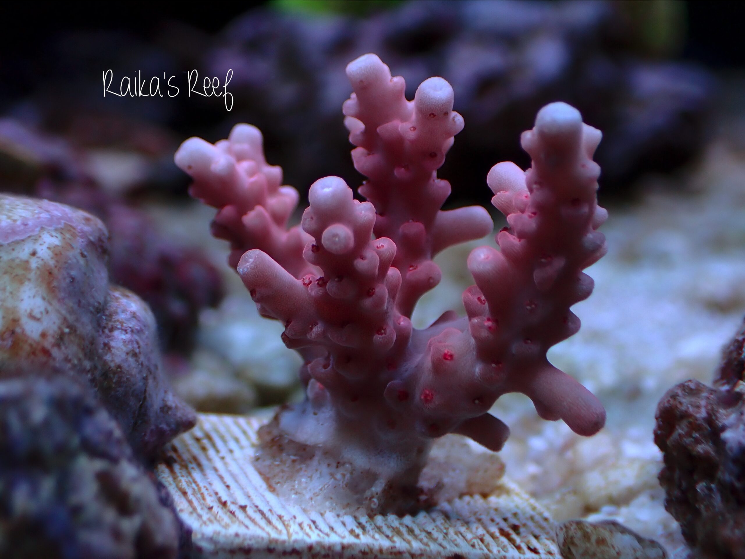 水槽日記 Coral Monsterさんのシルバーウィークイベントでサンゴ購入