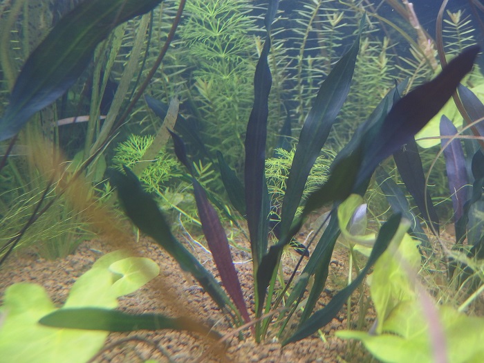 エキノドルス ホレマニー ブラッドレッド② エキノドルス ホレマニー