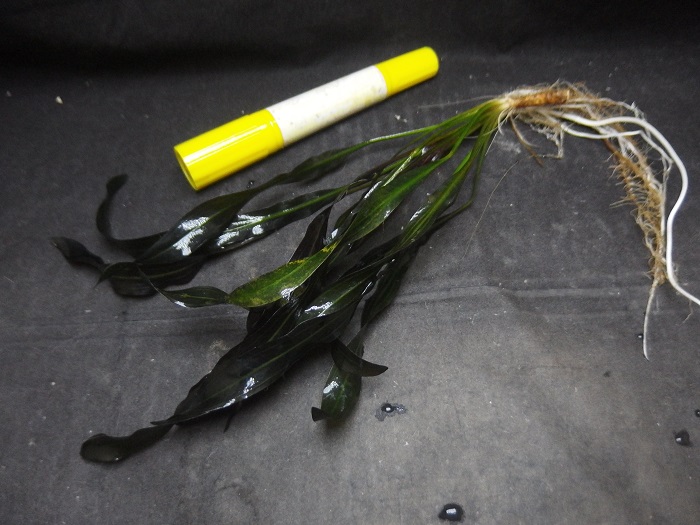 な*ー様 エキノドルス ホレマニー スーパーレッド ホレマニー スーパー