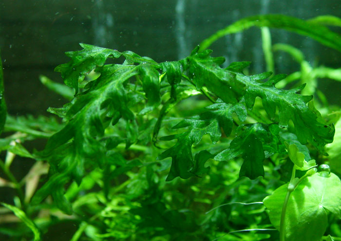 ボルビティス ヒューディロッティ 大株 CO2なしで育つ陰性水草