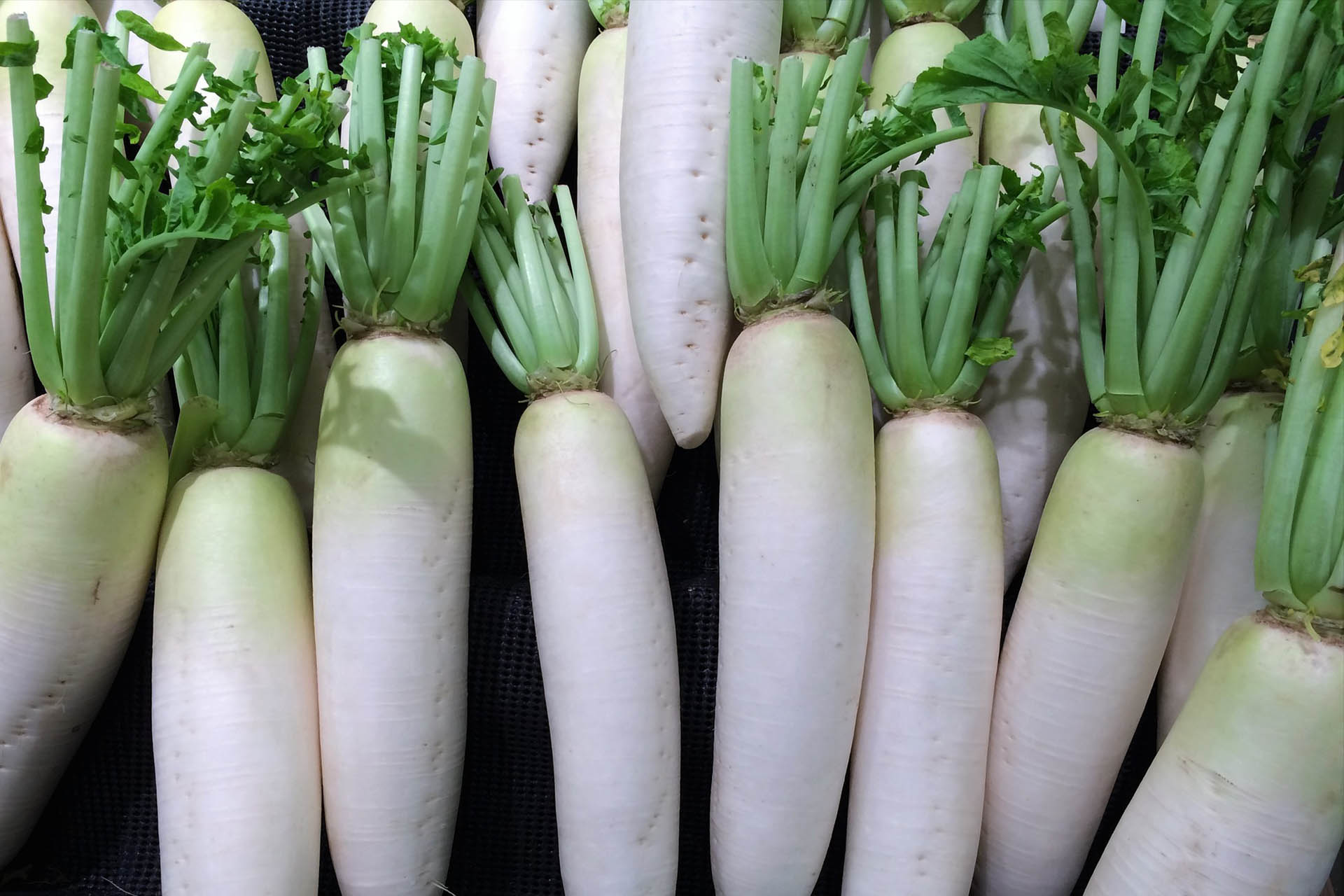 Daikon: Japanese Radish – Peak Season in Autumn
