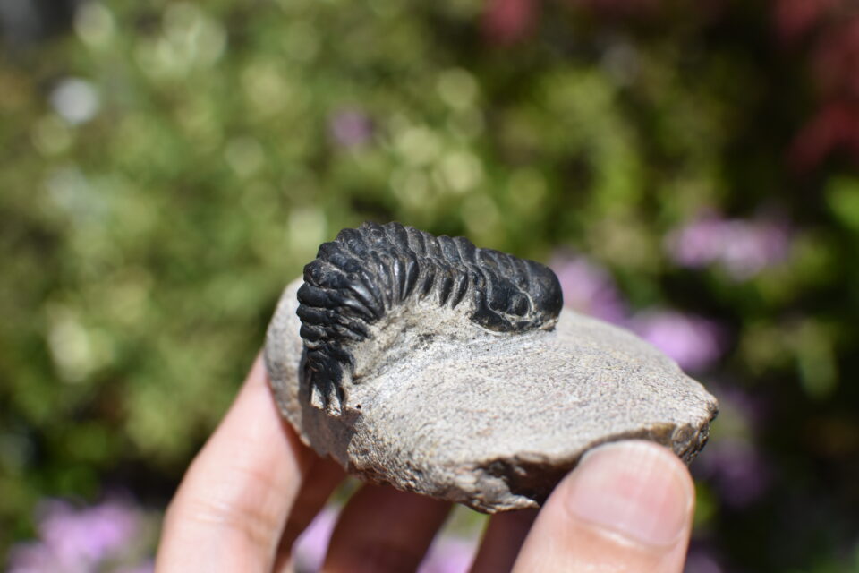 高品位 立体三葉虫 Crotarocephalus.sp 高品位 立体三葉虫