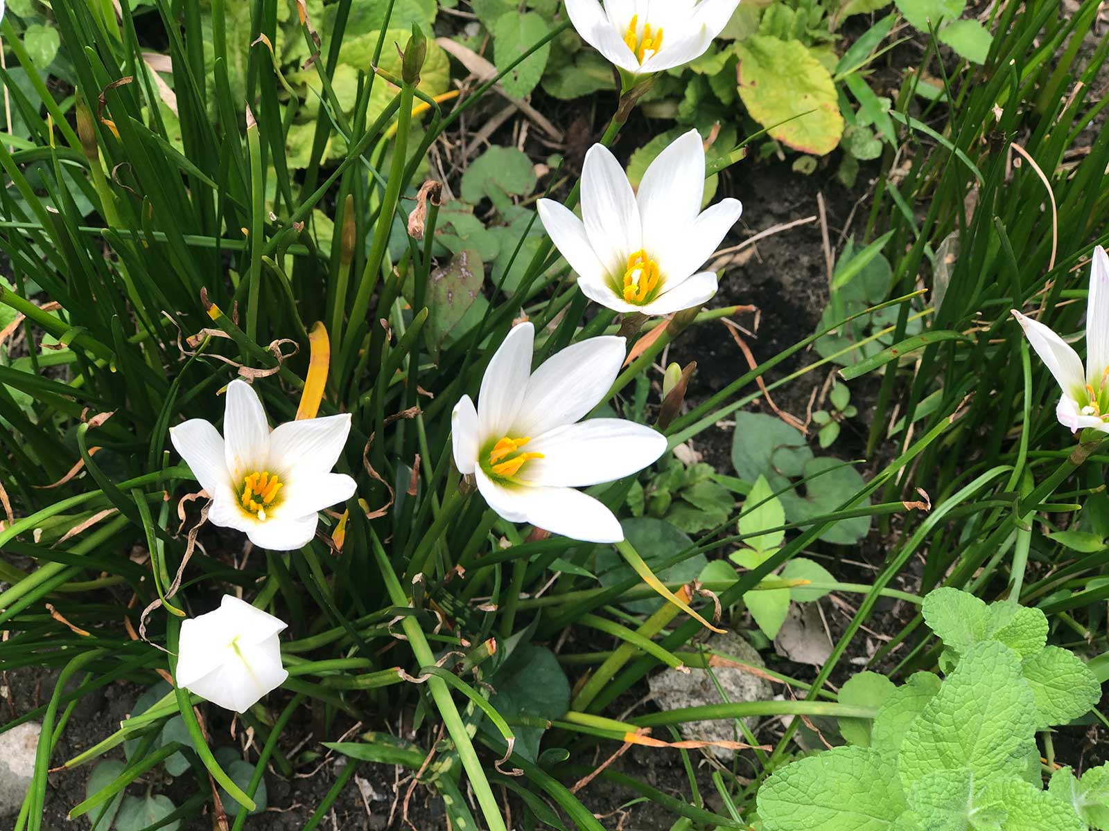 ゼフィランサス カンディダの特徴・実用例 – Seeding