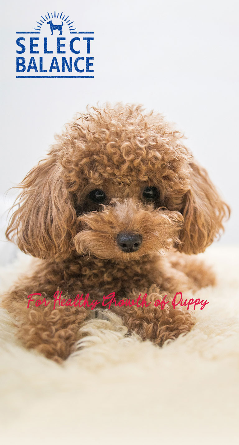 パピー/子犬・母犬用 ラム｜製品紹介｜セレクトバランス