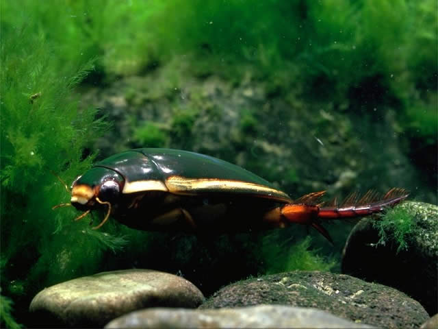 研究者向き ゲンゴロウセット ゲンゴロウ以外も含む 研究者向き