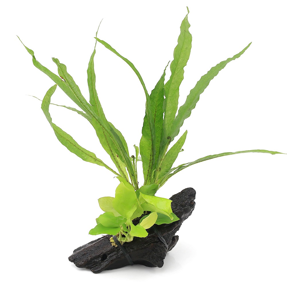 楽天市場】（水草）アヌビアスナナ＆ミクロソリウム プテロプス