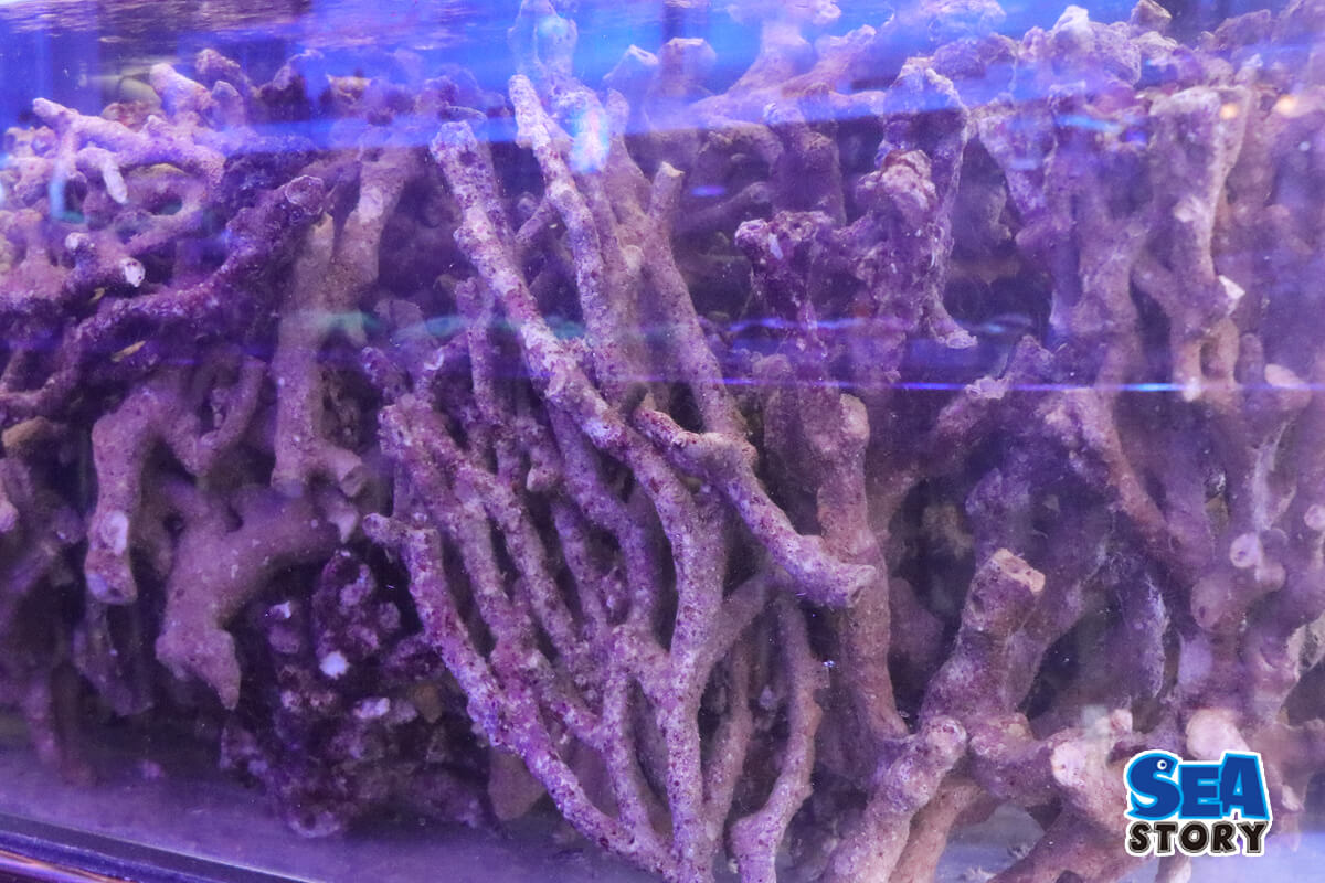 ライブロック サンゴ テスロック 約6kg ① （海水魚）Bグレードライブ