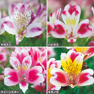 733-NAL902.jpg?202602031613