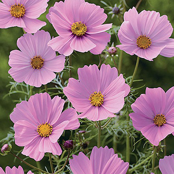 コスモス 9044 コスモス」が新規入荷しました。既製のコスモス柄の
