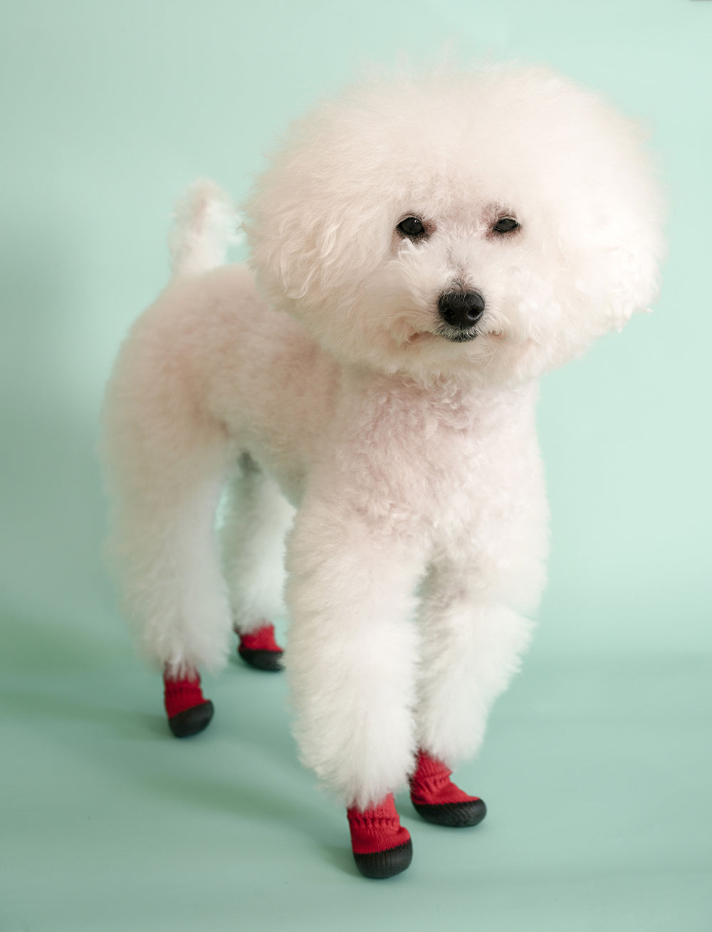 DogSoxx210(レッド) – 犬の靴屋さんDogSoxx