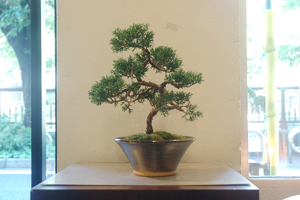 虹泉 盆栽鉢 小品 ミニ 虹泉 盆栽鉢 小品 ミニ 平安虹泉 盆栽