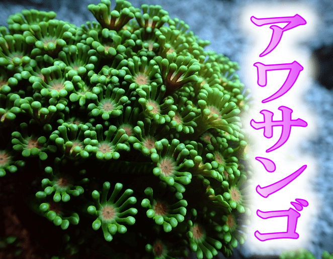 SPS 7種類 サンゴ SPS 7種類 カラーレンズ｜ベルーナZX-AS SPS（非球面