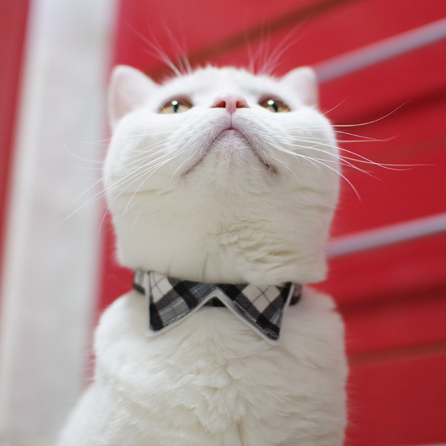 ゴロにゃんオリジナル ちょこえり猫首輪タータンチェック かわいい襟
