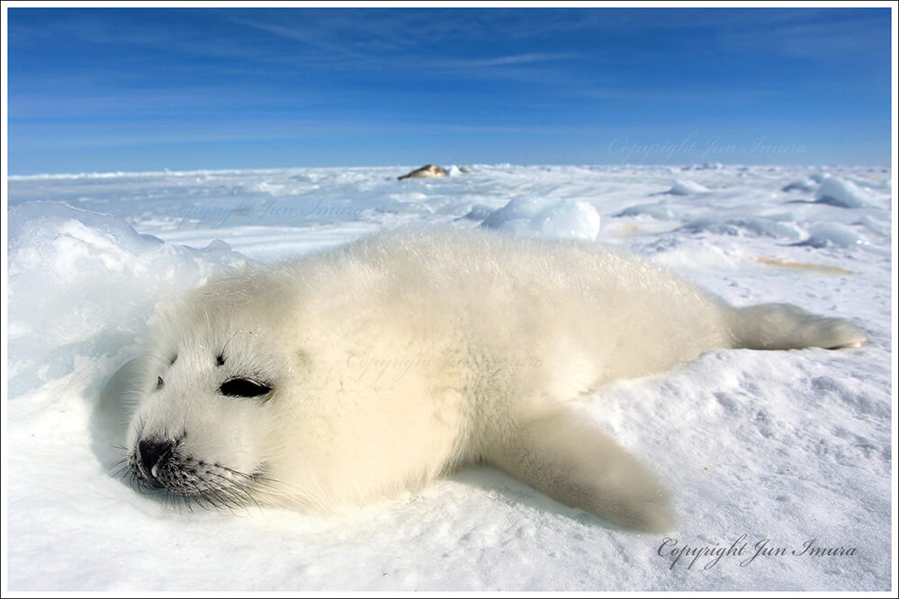 極寒の氷原、赤ちゃん誕生 動物奇想天外 タテゴトアザラシ