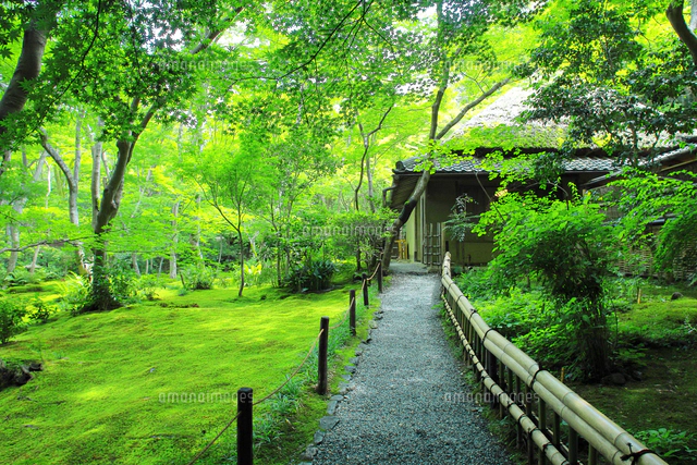 夏の祇王寺の苔庭のヒノキゴケ[26121044964]の写真・イラスト素材