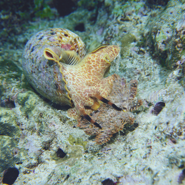 法螺貝 ホラ貝 25cm 法螺貝ホラ貝25cm 沖縄産