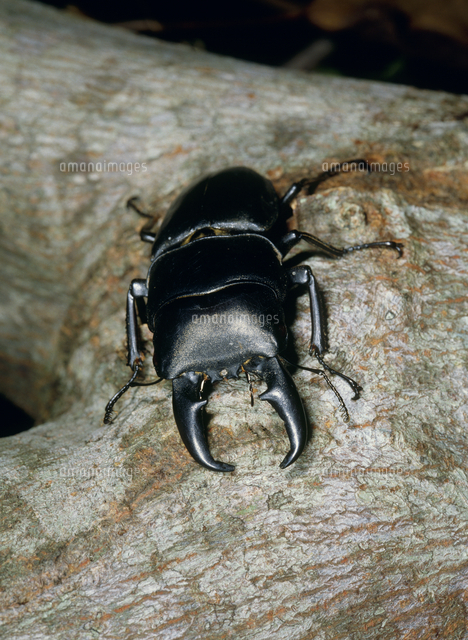 オキナワヒラタクワガタ（ヒラタクワガタ）のオス 沖縄諸島産亜種