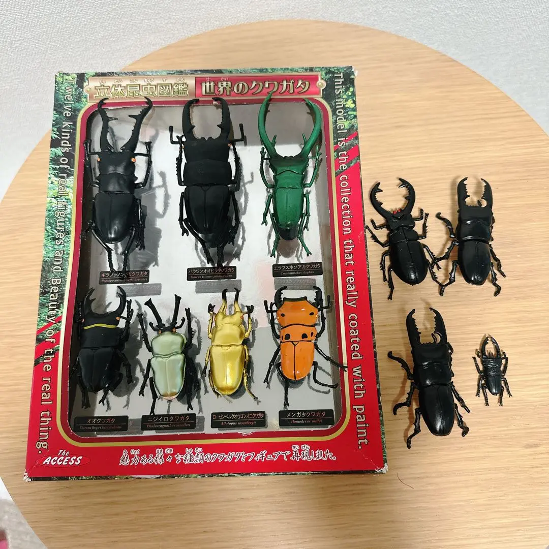 2026年最新】エラフスホソアカクワガタ 標本の人気アイテム - メルカリ