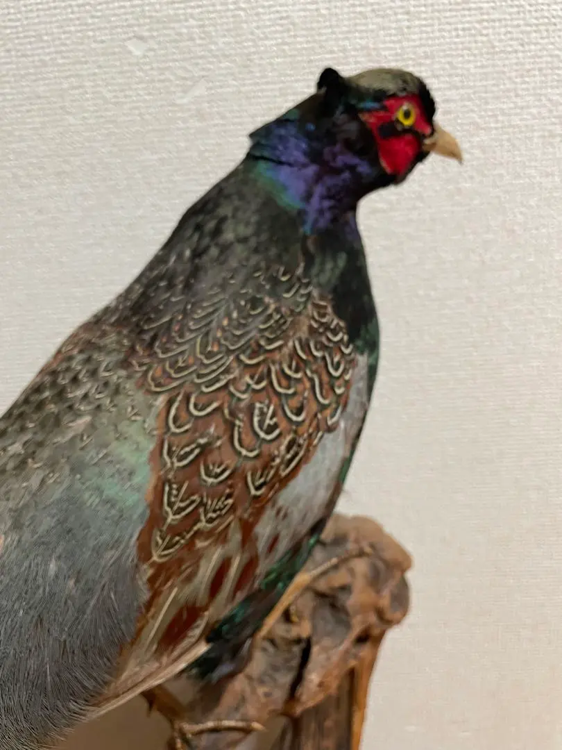 2026年最新】雉 剥製の人気アイテム - メルカリ