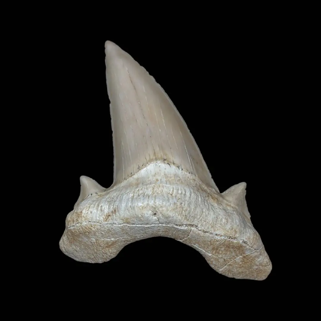 オトドゥス アングスティデンスの歯の化石 OT1205ホホジロザメや