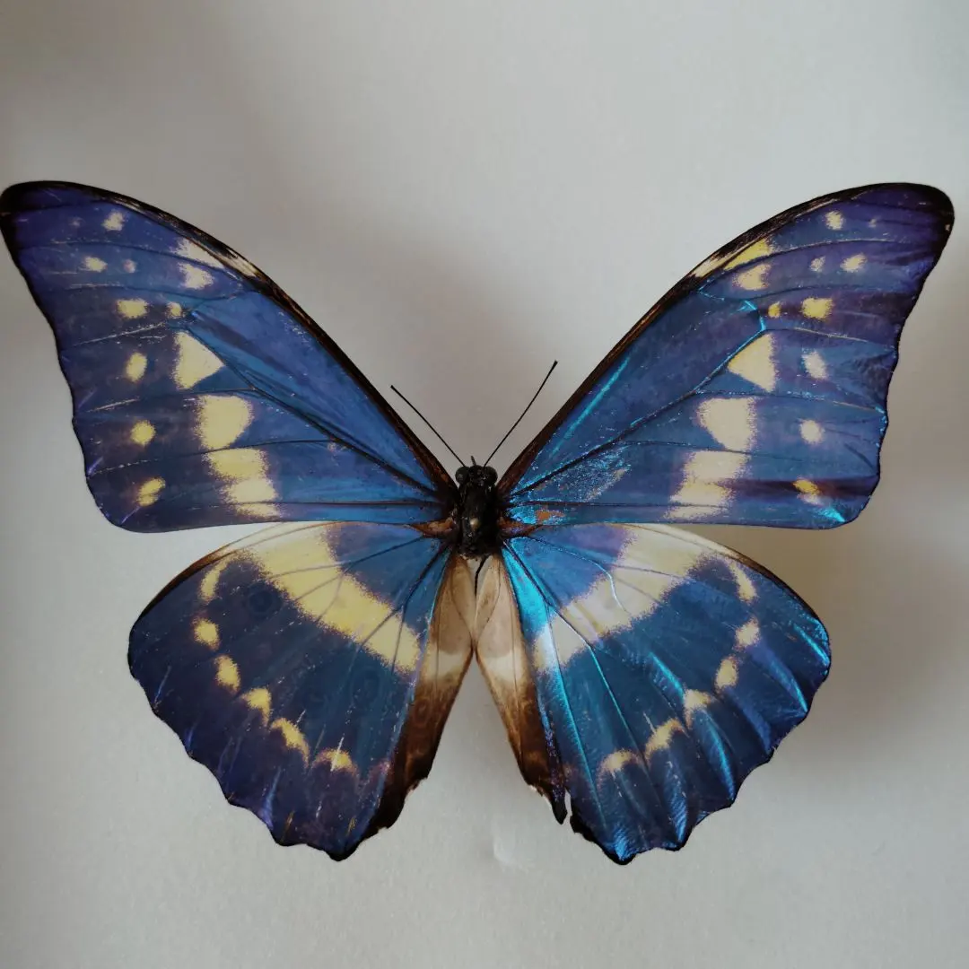キプリスモルフォチョウ♀標本ブルー型 超大珍品 129mm☆大型迫力美麗標本
