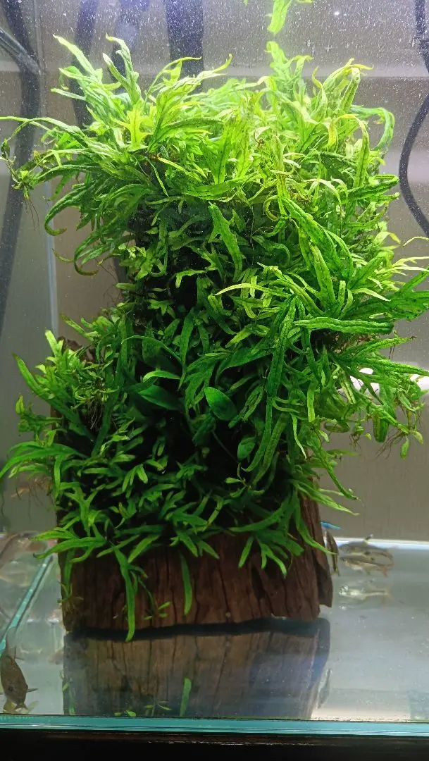 2026年最新】ミクロソリウム サラワクの人気アイテム - メルカリ