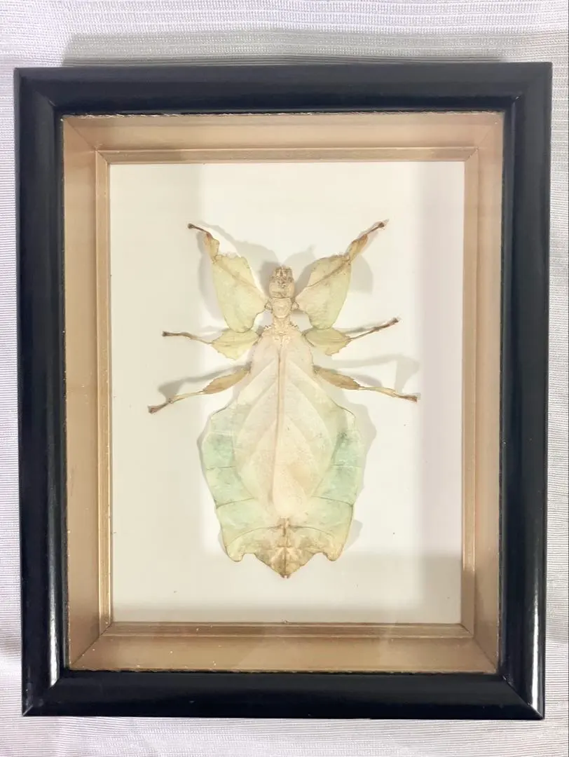 2026年最新】標本 ナナフシの人気アイテム - メルカリ