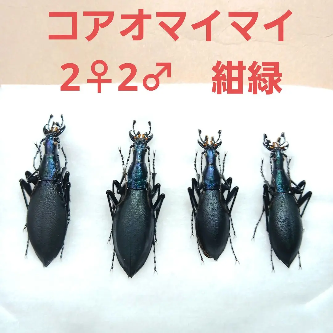 2026年最新】マイマイカブリの人気アイテム - メルカリ