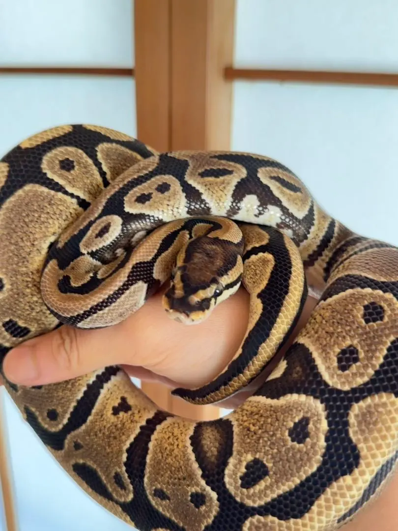 2026年最新】ボールパイソン 抜け殻の人気アイテム - メルカリ